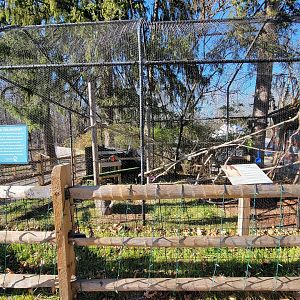 Elmwood Park - Peregrine falcon