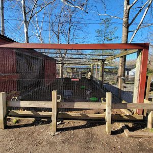 Elmwood Park - Chickens