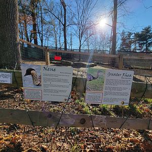 Elmwood Park - Nene signed by rhea?