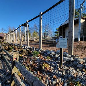 Elmwood Park - Giraffes