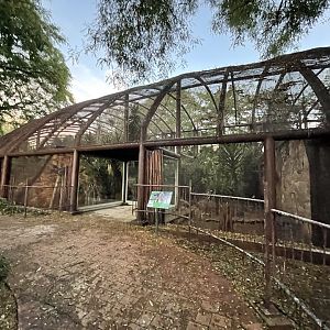Red-bellied Lemur Enclosure (Eulemur rubriventer)