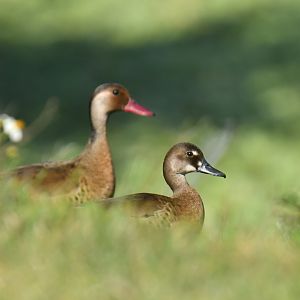 Brazilian Teal Amazonetta brasiliensis