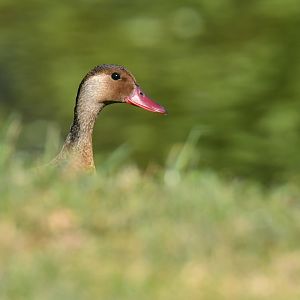 Brazilian Teal Amazonetta brasiliensis