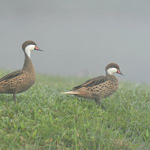 White-cheeked Pintail Anas bahamensis
