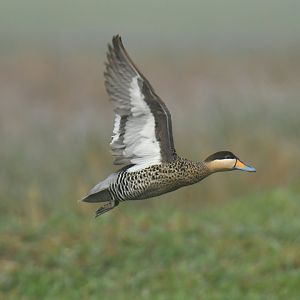 Silver Teal Spatula versicolor (