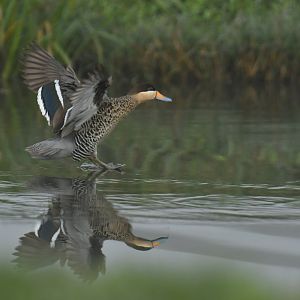Silver Teal Spatula versicolor (