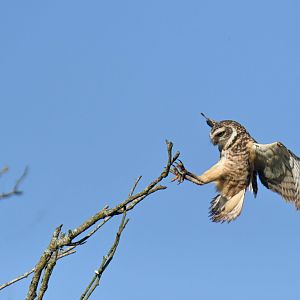 Burrowing Owl Athene cunicularia
