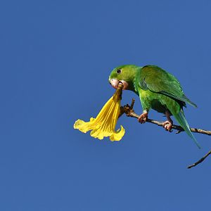 Plain Parakeet Brotogeris tirica