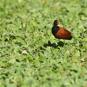 Wattled Jacana Jacana jacana