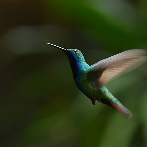 Black-throated Mango Anthracothorax nigricollis