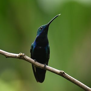 Black-throated Mango Anthracothorax nigricollis