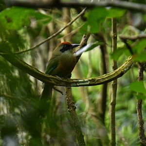 Rufous-capped Motmot Baryphthengus ruficapillus