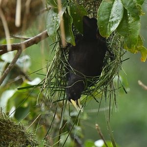 Red-rumped Cacique Cacicus haemorrhous
