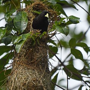 Red-rumped Cacique Cacicus haemorrhous