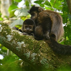 Black capuchin (Sapajus nigritus)