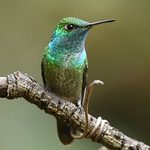 Versicolored Emerald Chrysuronia versicolor