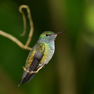 Versicolored Emerald Chrysuronia versicolor