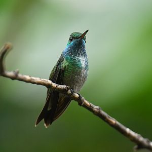 Versicolored Emerald Chrysuronia versicolor