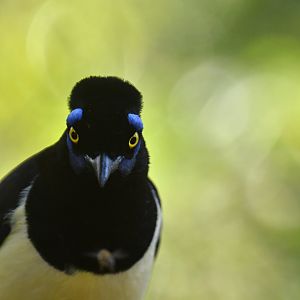 Plush-crested Jay Cyanocorax chrysops