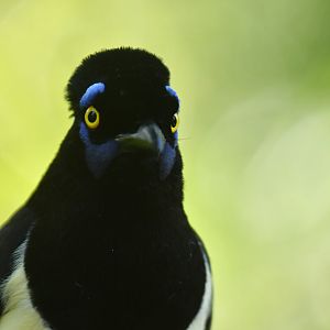 Plush-crested Jay Cyanocorax chrysops