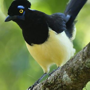 Plush-crested Jay Cyanocorax chrysops