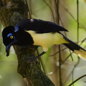 Plush-crested Jay Cyanocorax chrysops