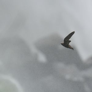Great Dusky Swift Cypseloides senex