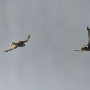 Great Dusky Swift Cypseloides senex