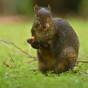 Azara's agouti (Dasyprocta azarae)