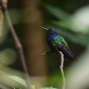 Swallow-tailed Hummingbird Eupetomena macroura