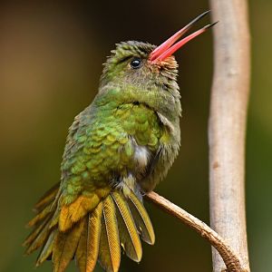 Gilded Hummingbird Hylocharis chrysura