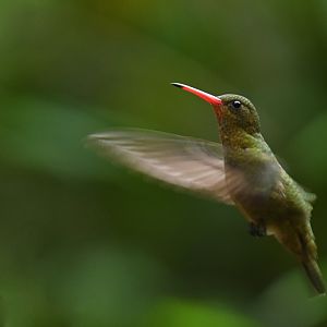 Gilded Hummingbird Hylocharis chrysura