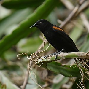 Variable Oriole Icterus pyrrhopterus