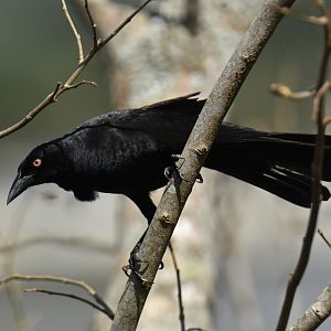 Giant Cowbird Molothrus oryzivorus