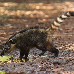 Ring-tailed coati Nasua nasua
