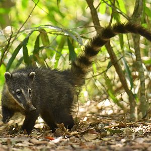 Ring-tailed coati Nasua nasua