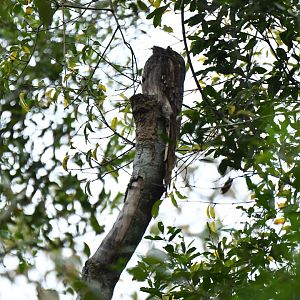 Long-tailed Potoo Nyctibius aethereus (widespread but rare bird to get sighting of)