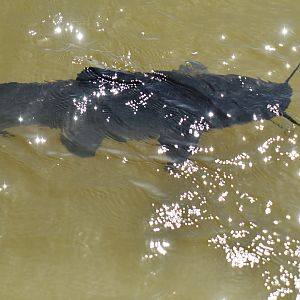 Steindachneiridon melanodermatum