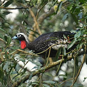 Black-fronted Piping-Guan Pipile jacutinga