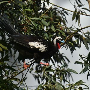 Black-fronted Piping-Guan Pipile jacutinga