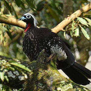 Black-fronted Piping-Guan Pipile jacutinga