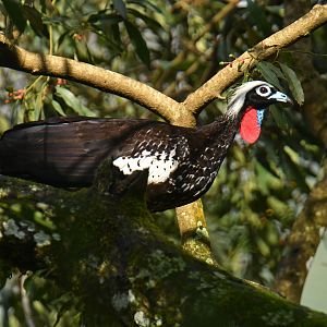 Black-fronted Piping-Guan Pipile jacutinga