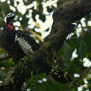 Black-fronted Piping-Guan Pipile jacutinga