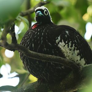 Black-fronted Piping-Guan Pipile jacutinga