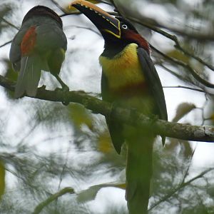 Chestnut-eared Aracari Pteroglossus castanotis