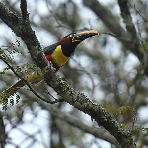 Chestnut-eared Aracari Pteroglossus castanotis