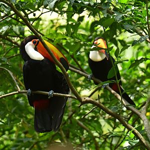 Toco tucan (Ramphastos toco)