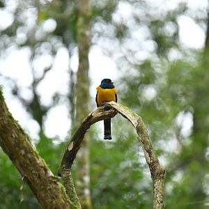 Black-throated Trogon Trogon rufus