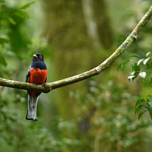 Surucua Trogon Trogon surrucura