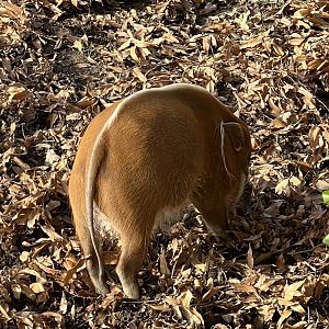African Plains- The Phase- Red River Hog- Pork Chop